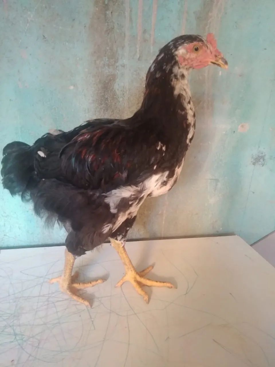 Frango GSB  - Foto 2
