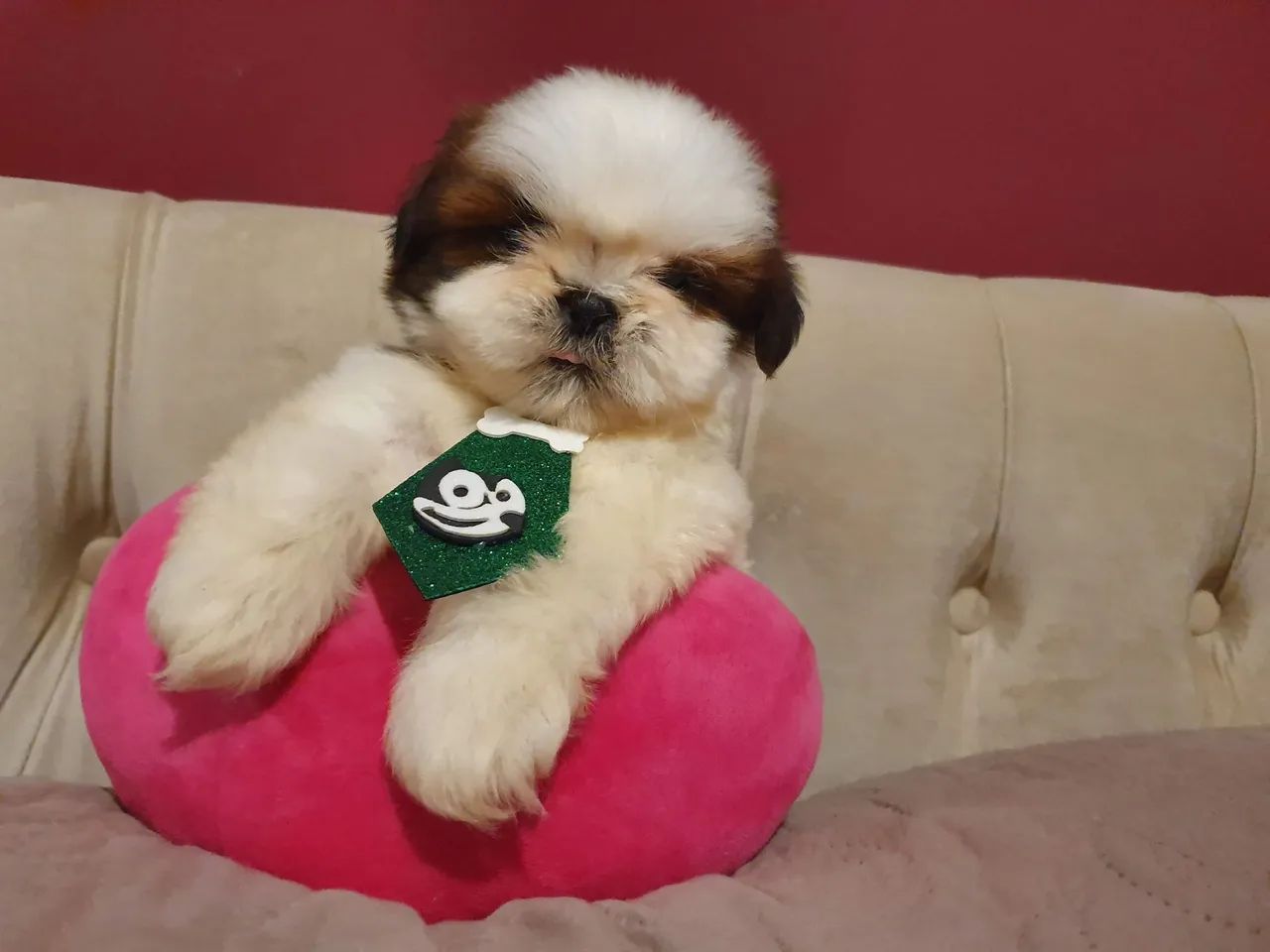 Lindo filhote de shih tzu macho  - Foto 5