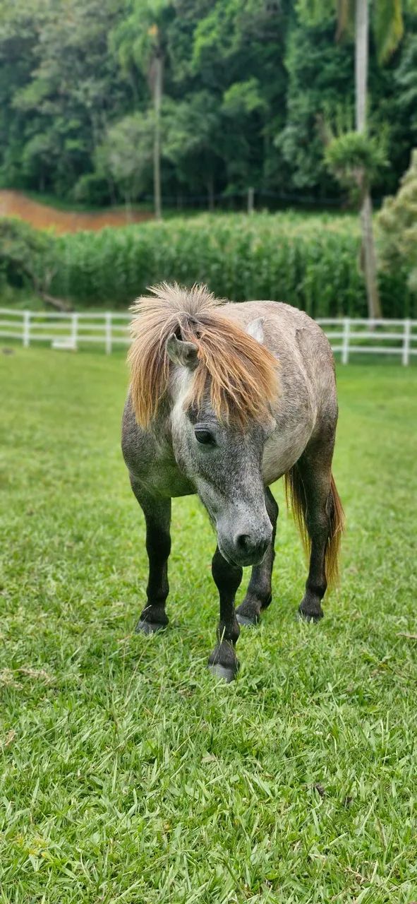Pônei - Mini horse 