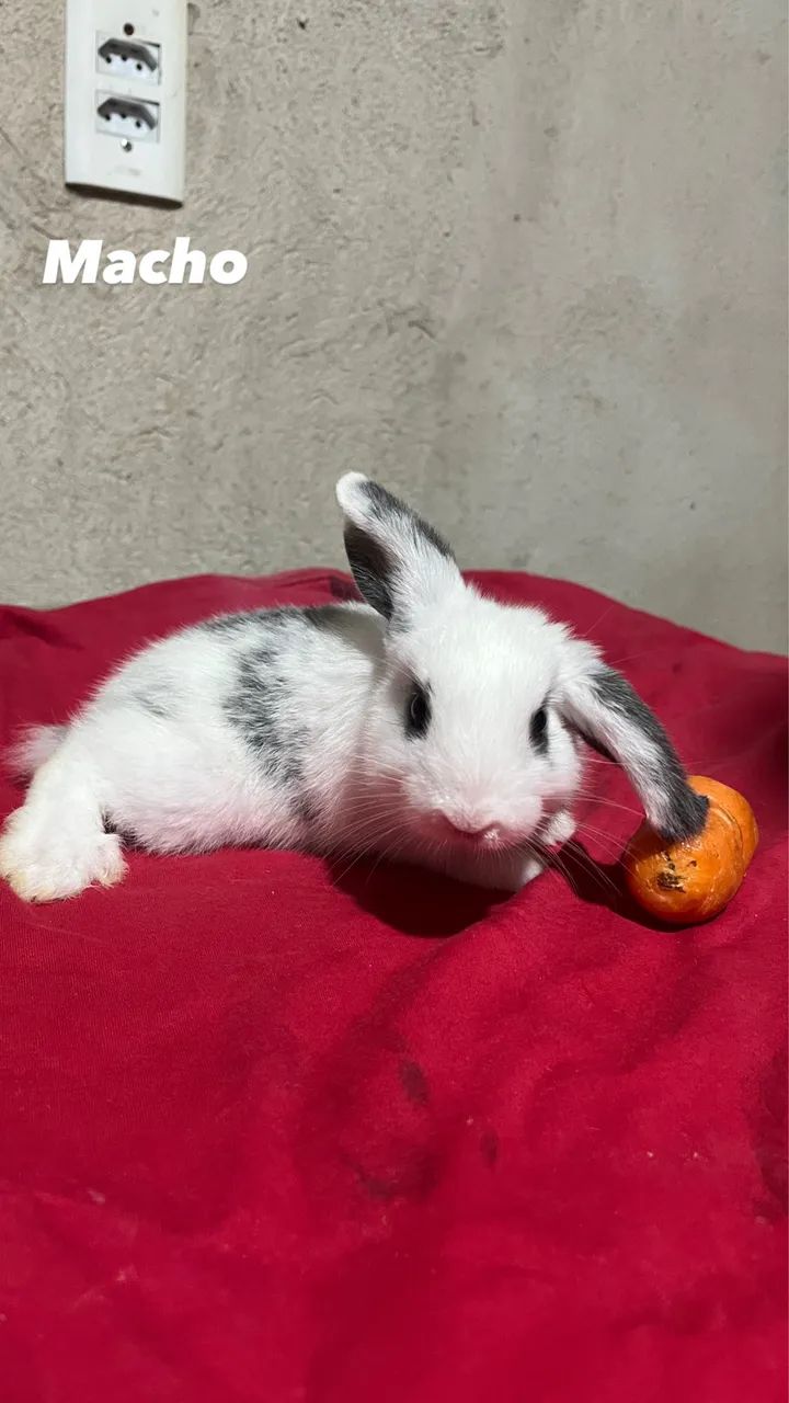 Mini lop