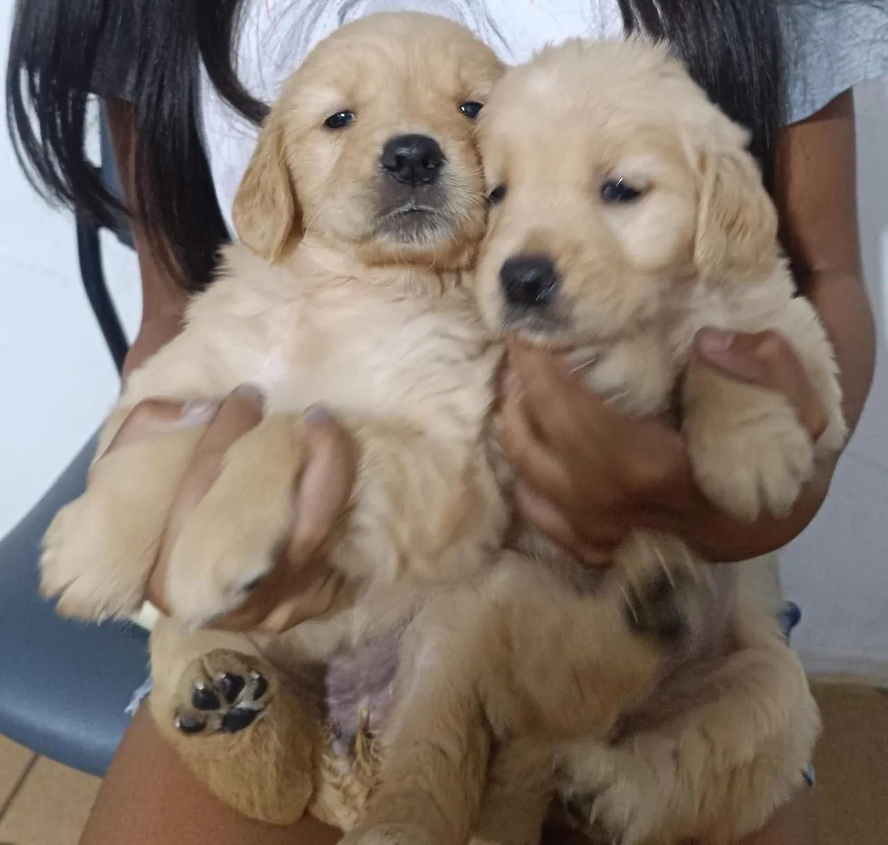 filhotes de Golden - Foto 5