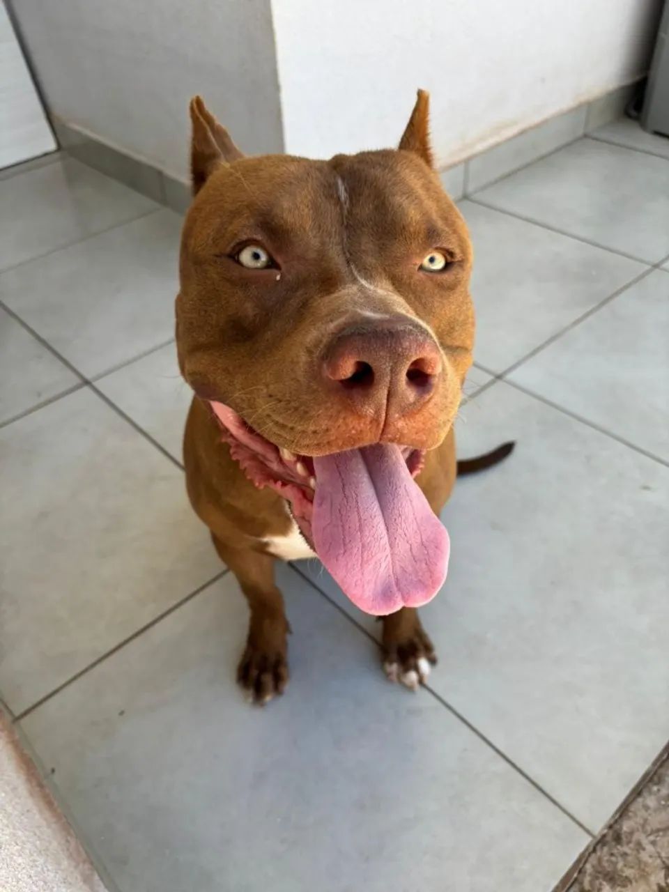 DOAÇÃO RESPONSÁVEL - PITBULL MACHO - Foto 4