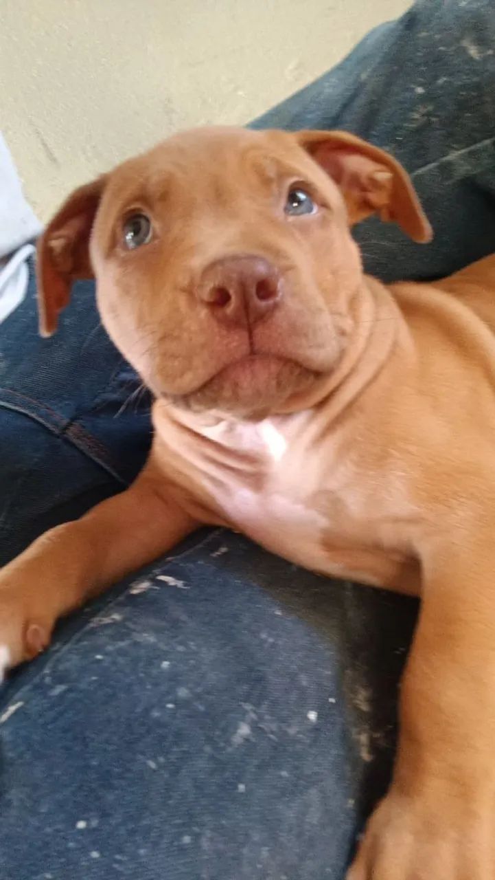 Cachorro - Foto 3