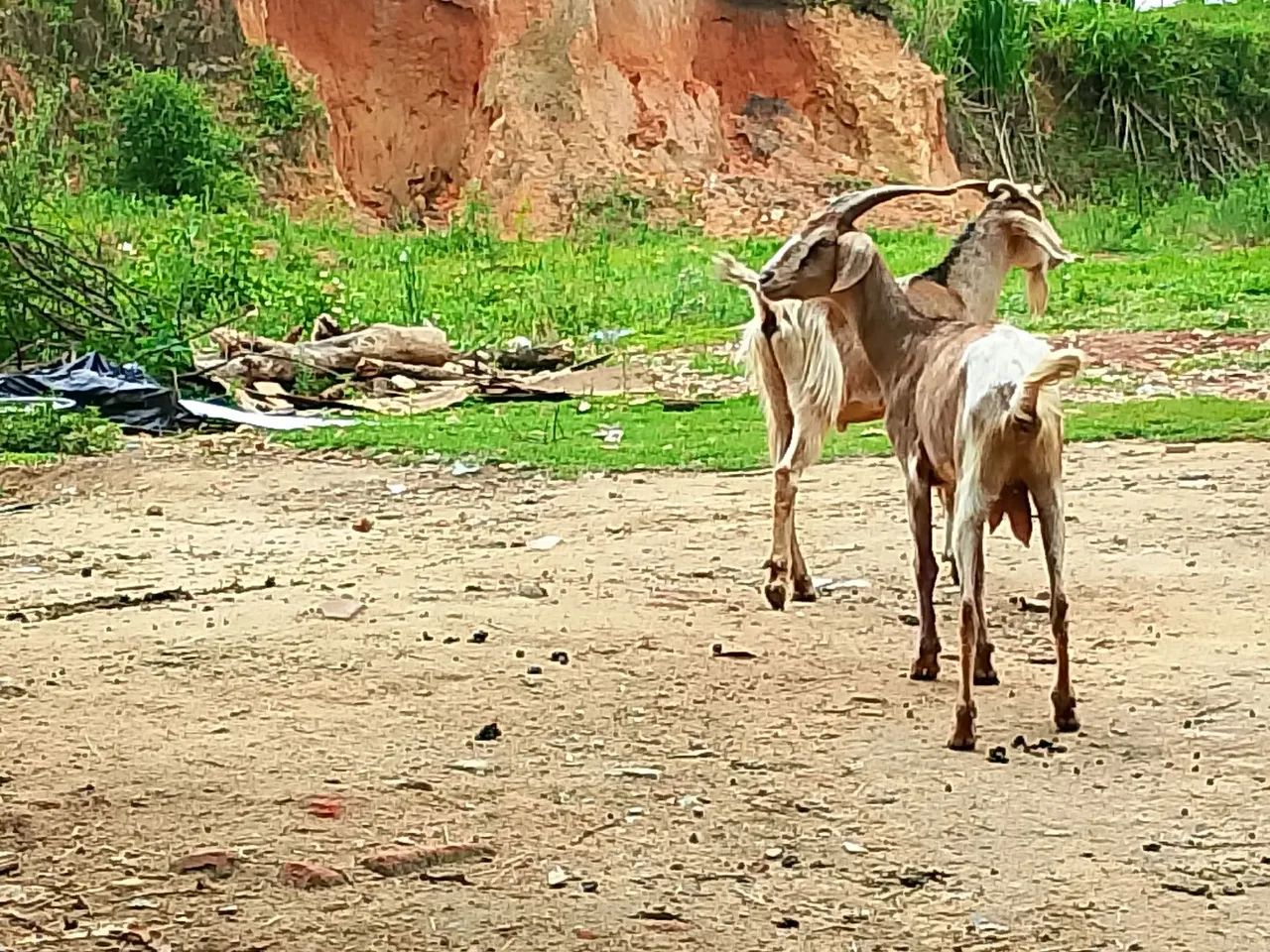cabras - Foto 2