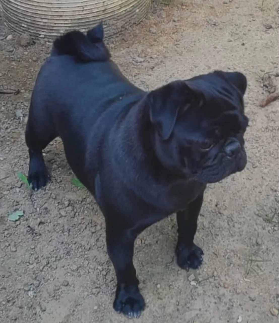 PUG quer namorar