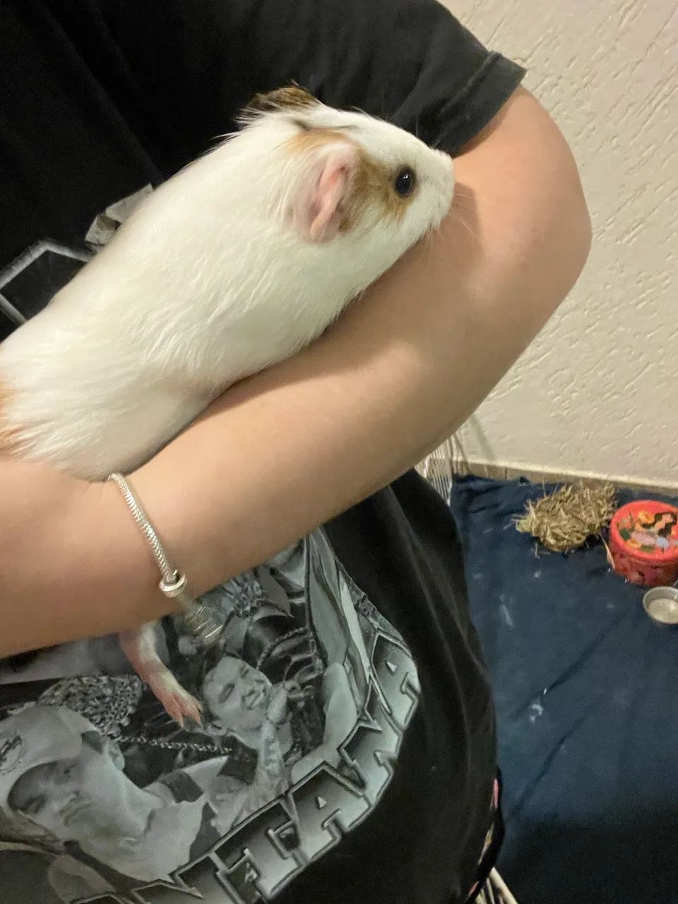 Porquinho da índia inglês  - Foto 4