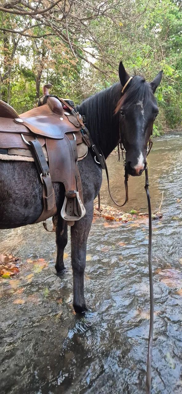 Potro quarto de milha - Foto 3