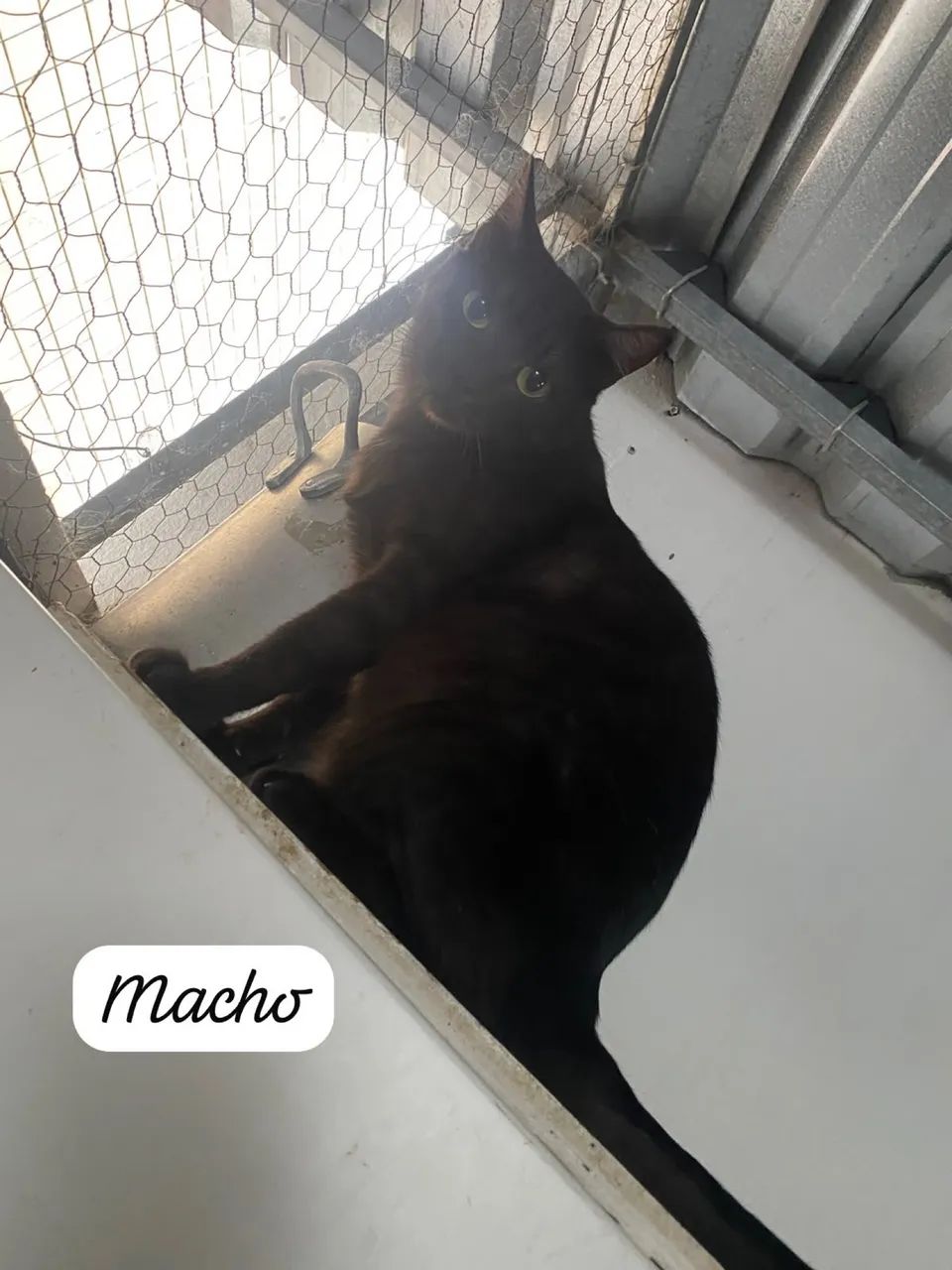 Doa-se gatos  - Foto 4