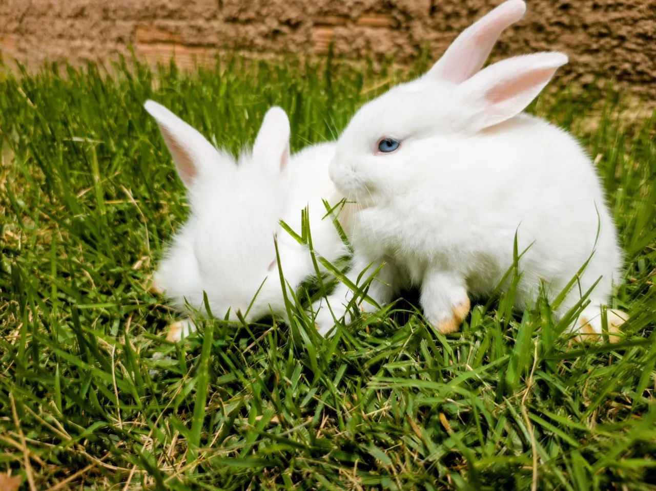 Mini Coelho Lion Head - Foto 5