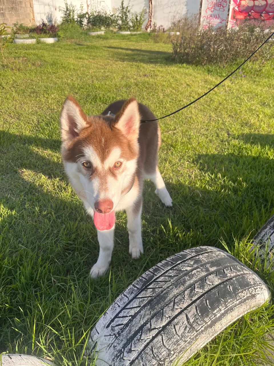 Husky siberiano macho