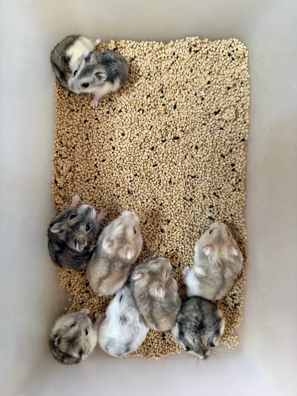 Hamster Anão russo 