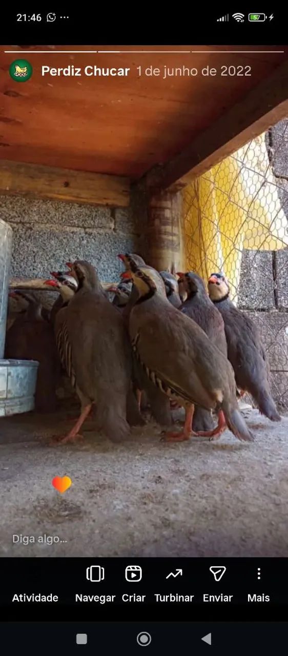Perdiz chucar 
