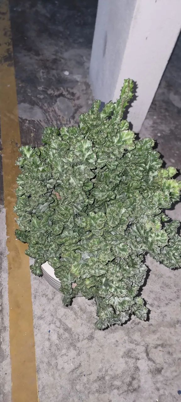 Cactos monstro