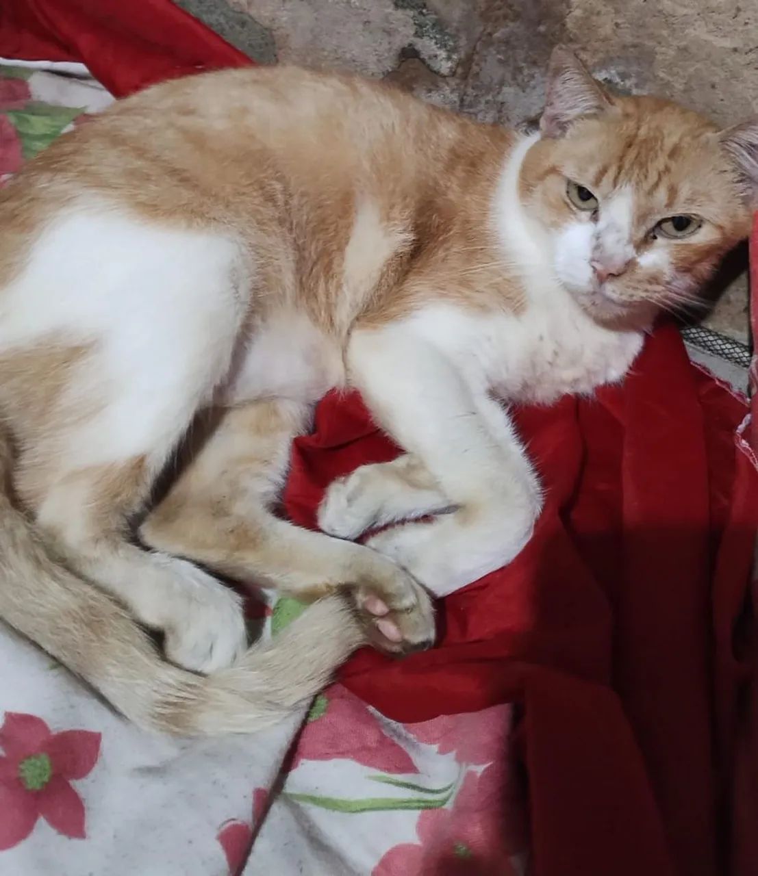 Adoção gatos - Foto 4