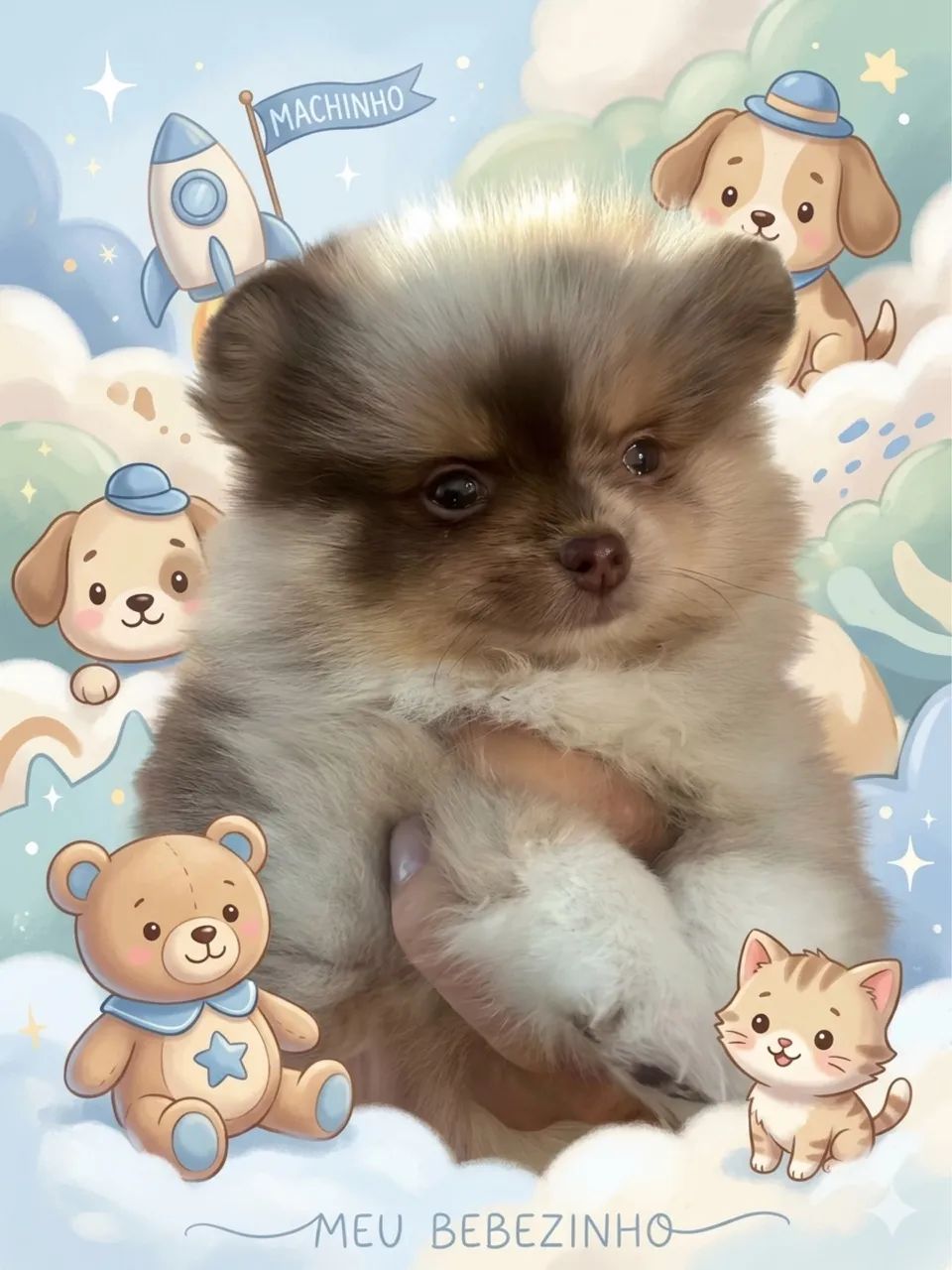 Pet - Foto 2
