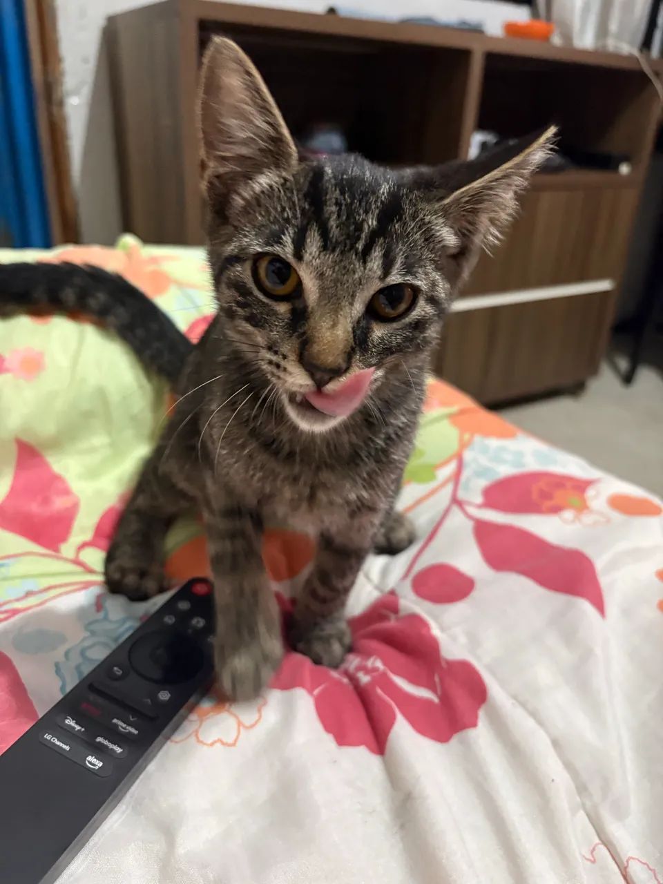 Doação de gatinho  - Foto 4