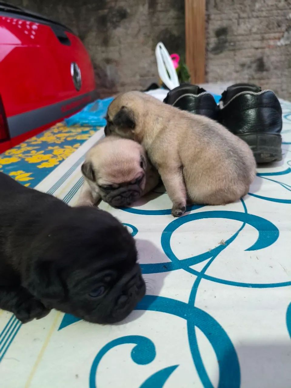 Filhotes de pug - Foto 4