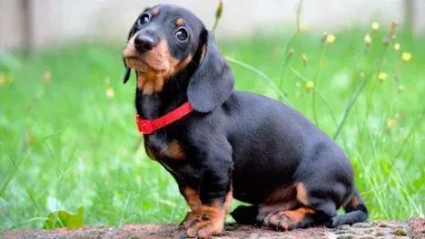 Filhotes de Teckel (Salsicha, Basset) com Excelente Cuidado