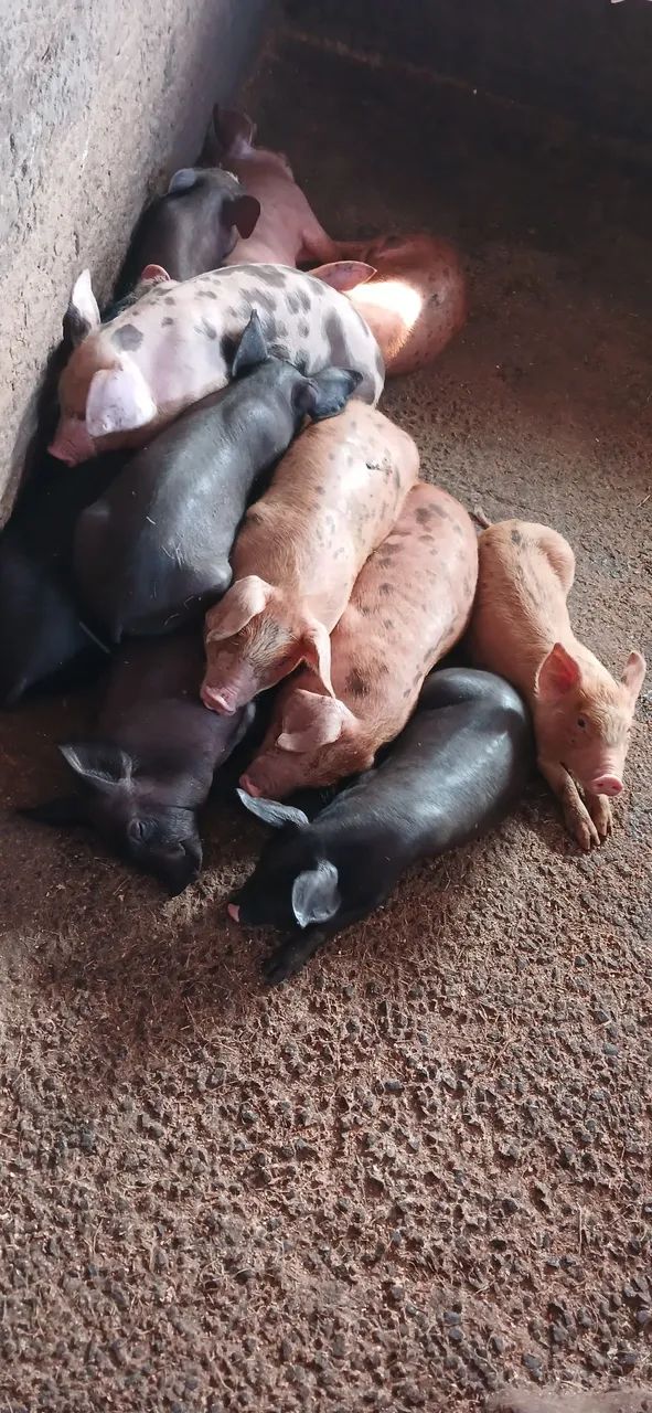 Vendo lote de leitão  - Foto 4