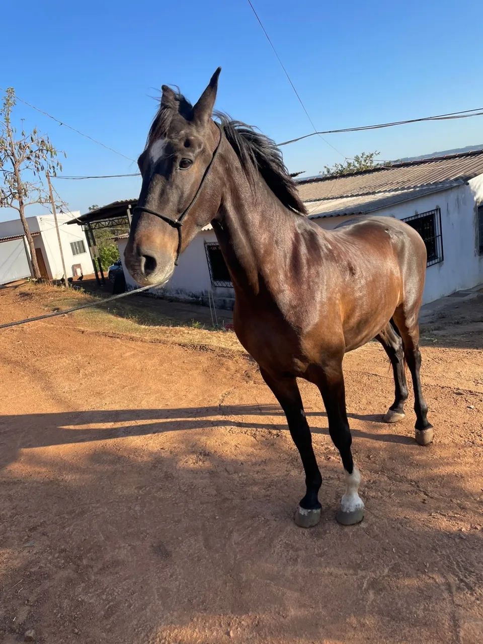 Cavalo marchador  - Foto 3