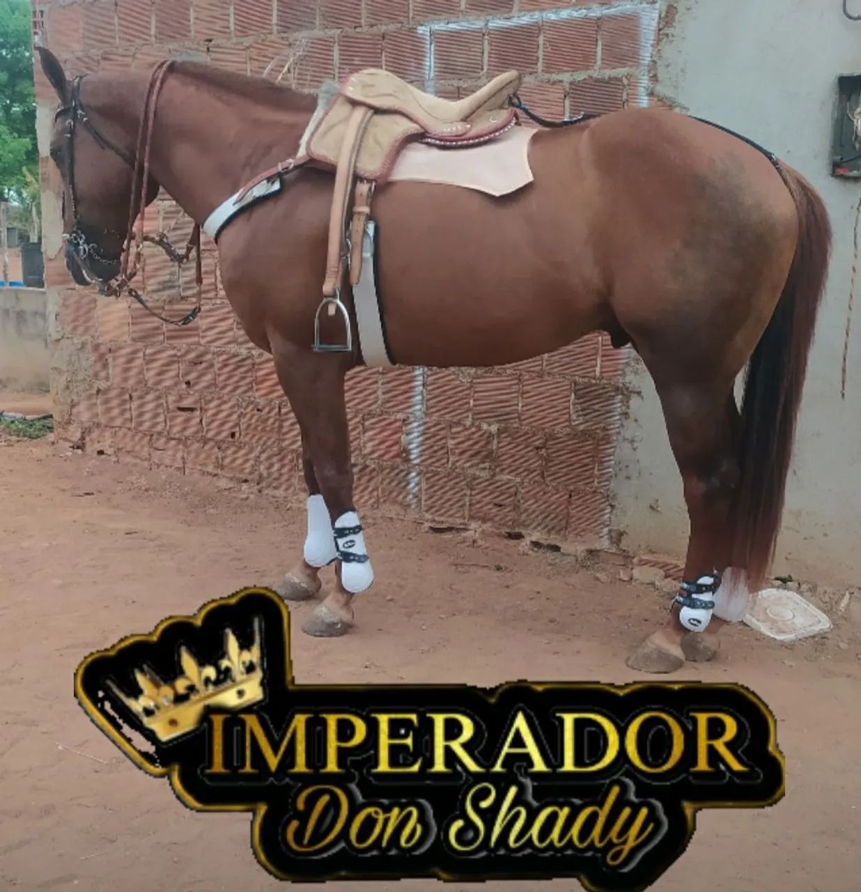 Oportunidade 