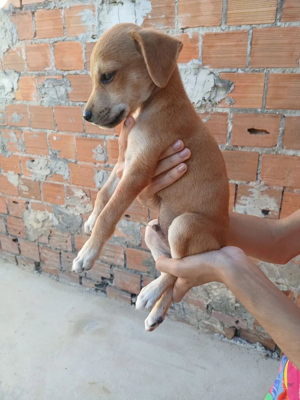 Doação de cachorro - Foto 2
