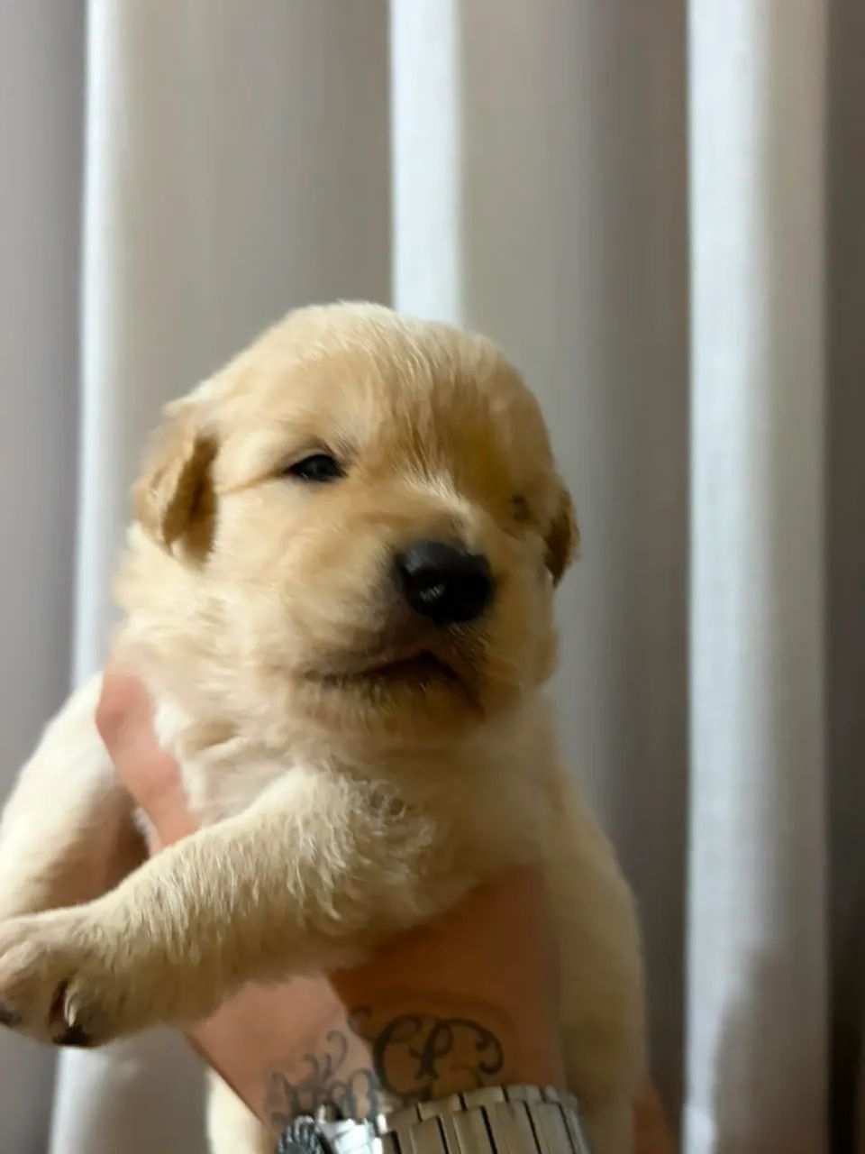 Golden Retriever  - Foto 5