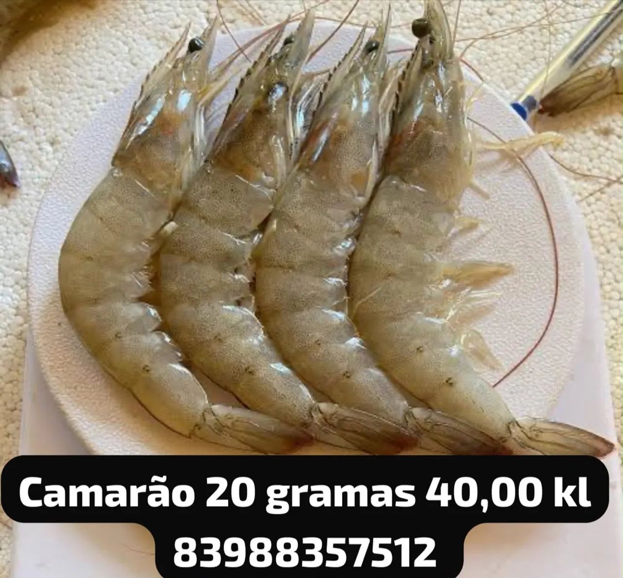 Camarão 20 gramas 