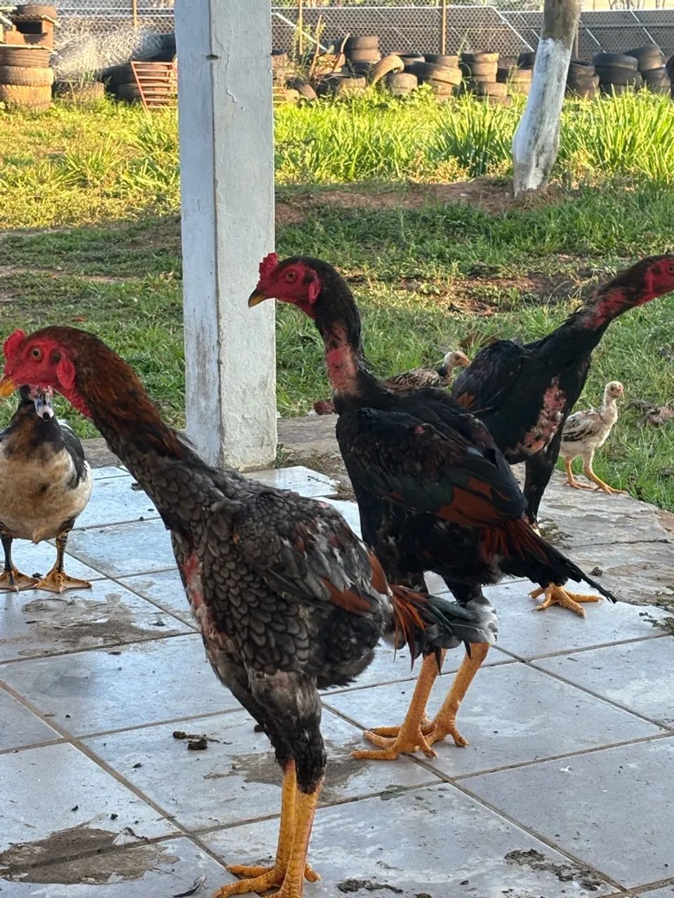 Galo e frangos - Foto 5