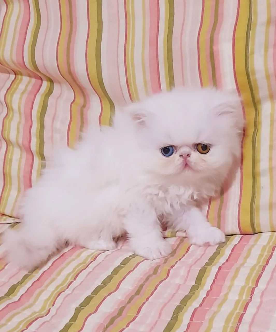 Persa Fêmea TopShow - Olhos Ímpares  - Foto 6