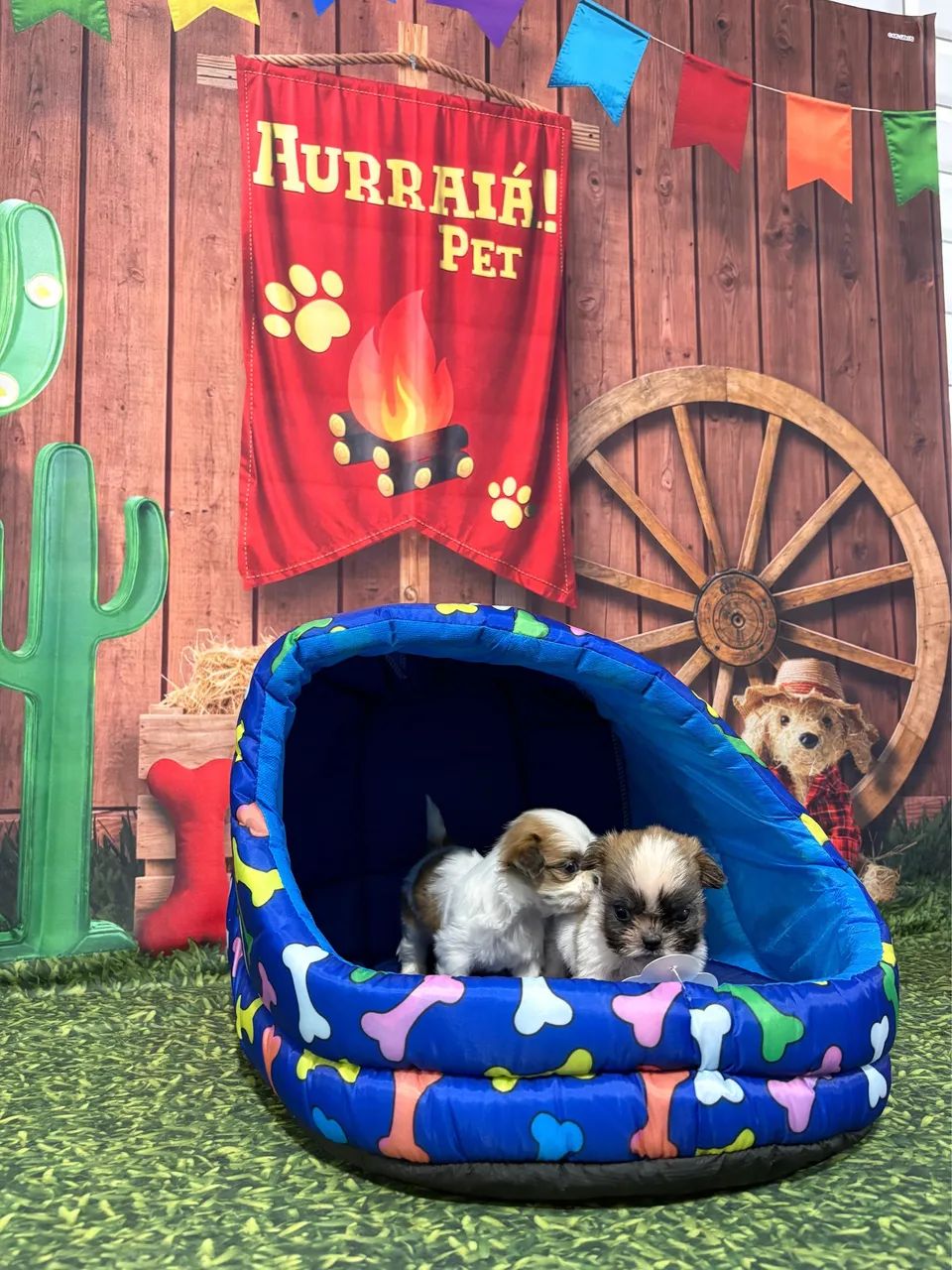 shih tzu - Foto 2