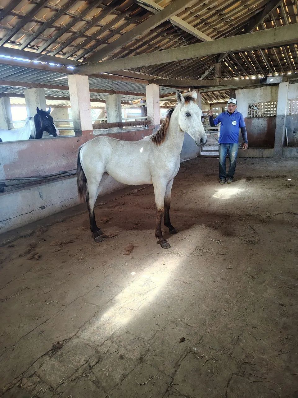 Potro 15/16 QM
