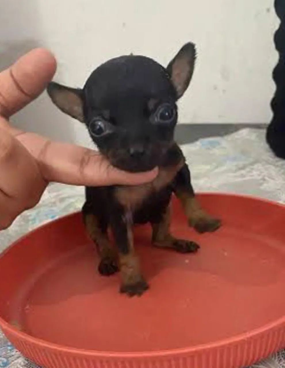 Promoção -Pinscher Minúsculos - Foto 5