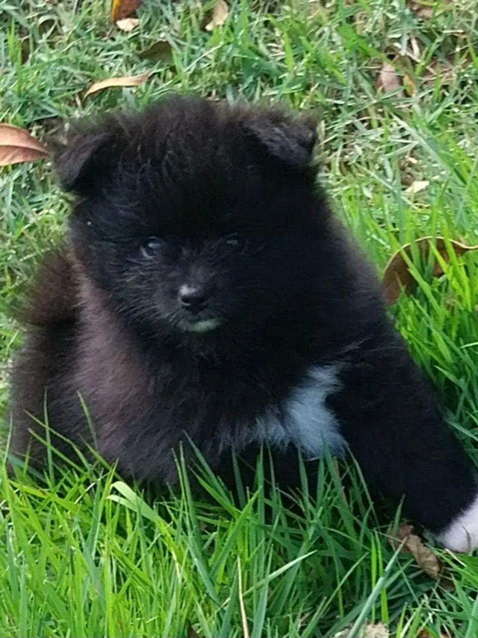 SPITZ MACHINHO  - Foto 2
