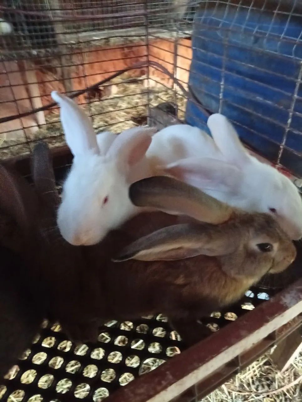 Rabbit65569091918723122