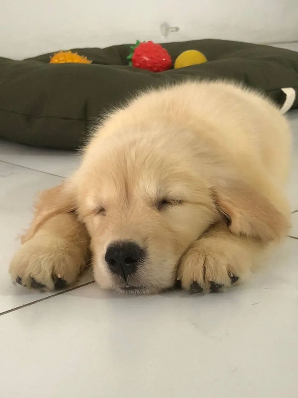 Golden Retriever  - Foto 2