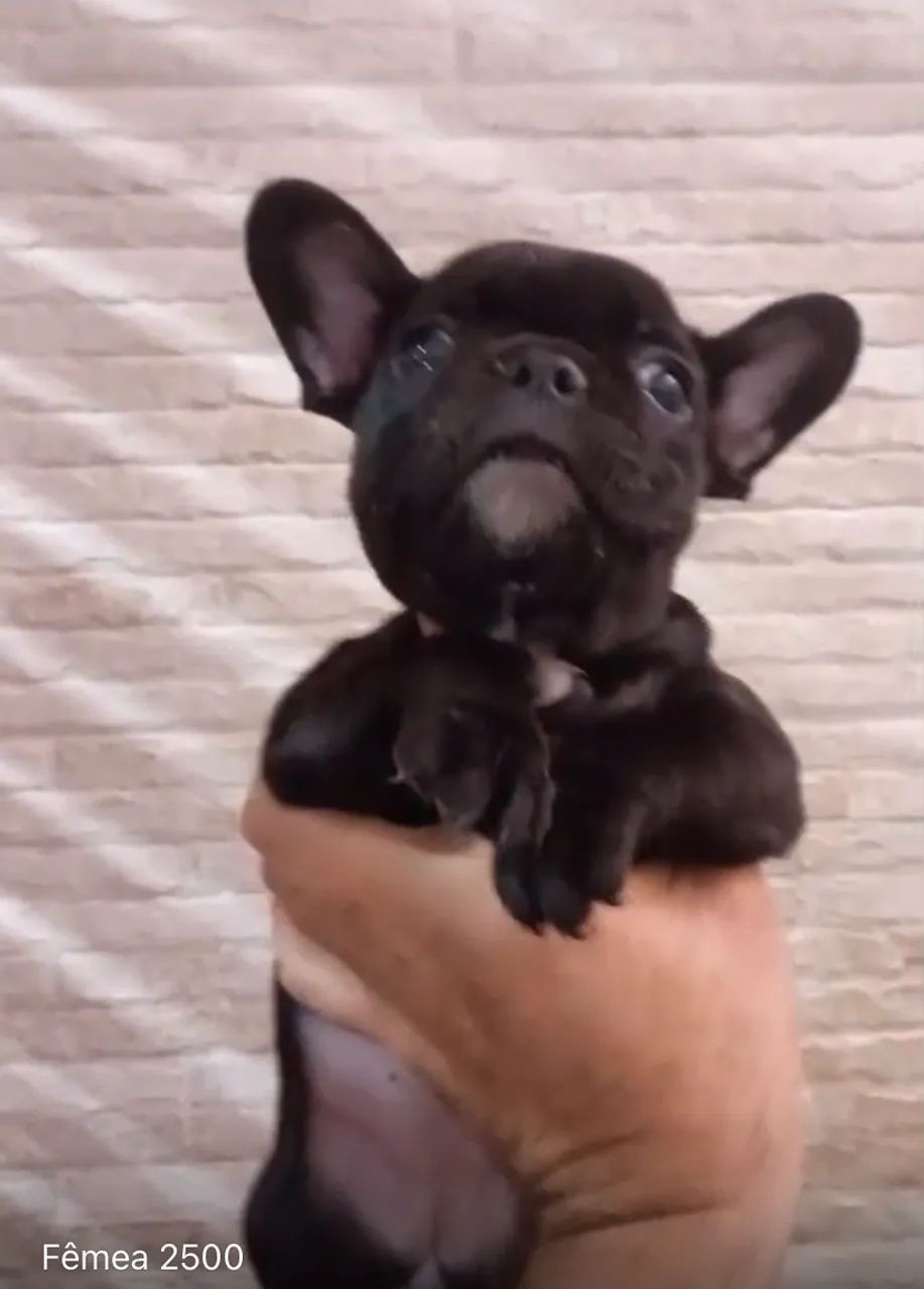 Buldogue francês  - Foto 4