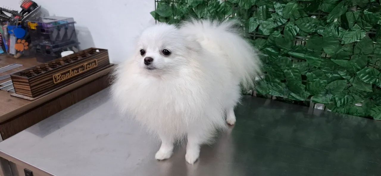 Spitz alemão anão mini - Foto 2