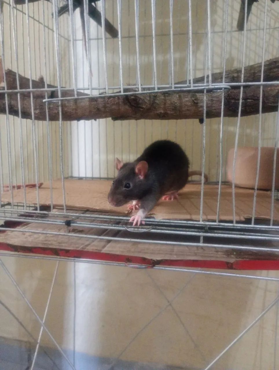 Rato de Laboratório Twister Hamster Mercol  - Foto 5