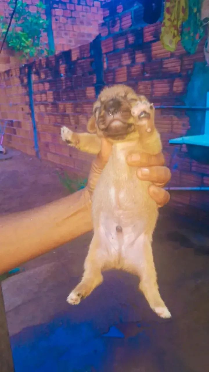 Vendo filhote de pinscher com pudou - Foto 3