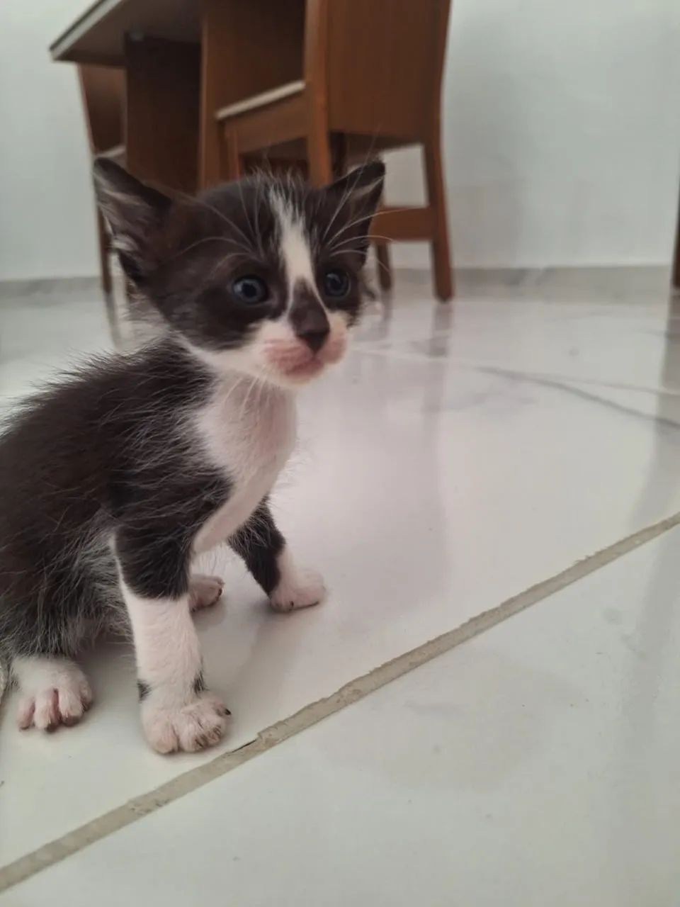 Doando gatinhos  - Foto 4