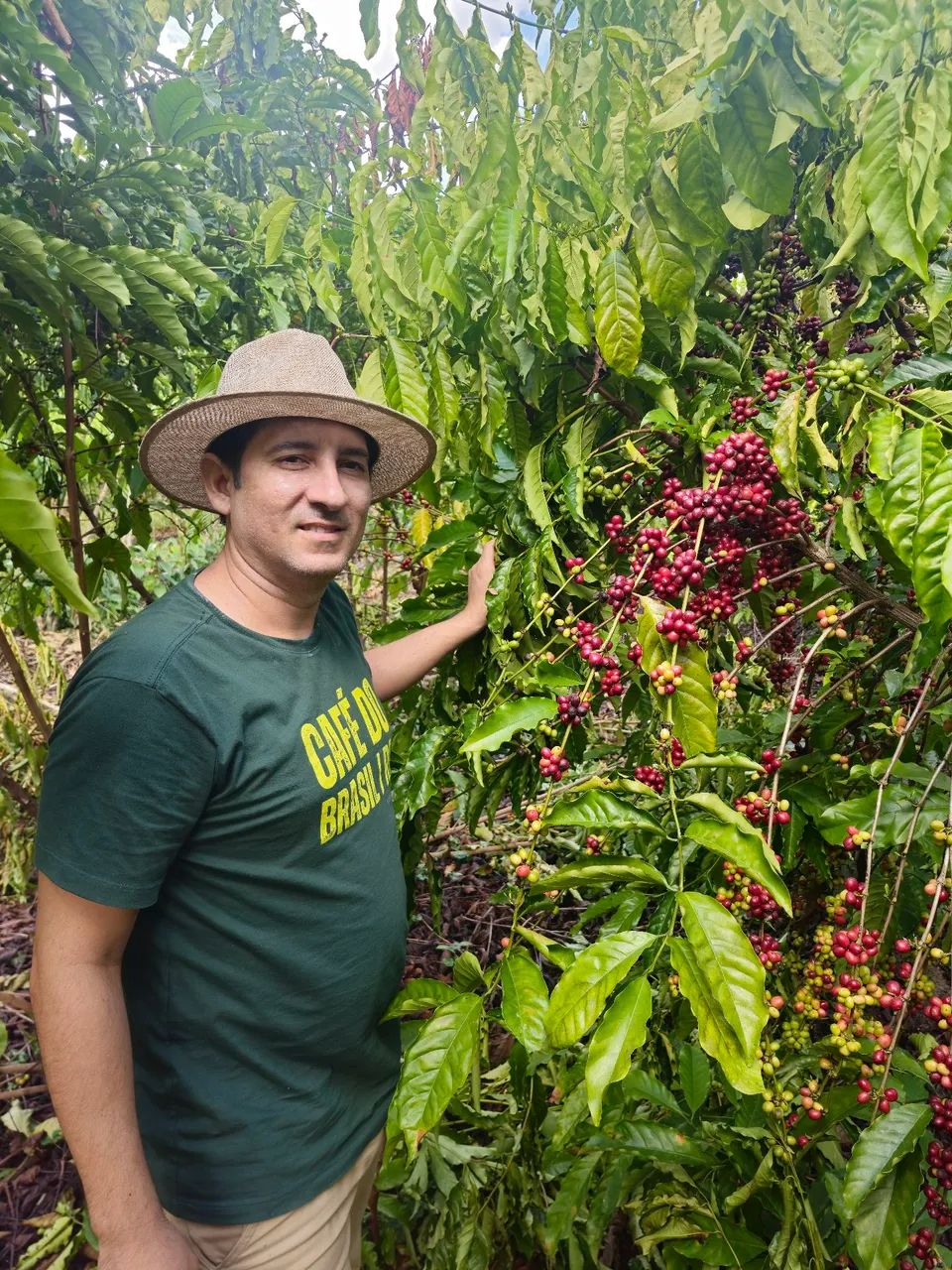 Mudas de café  - Foto 3