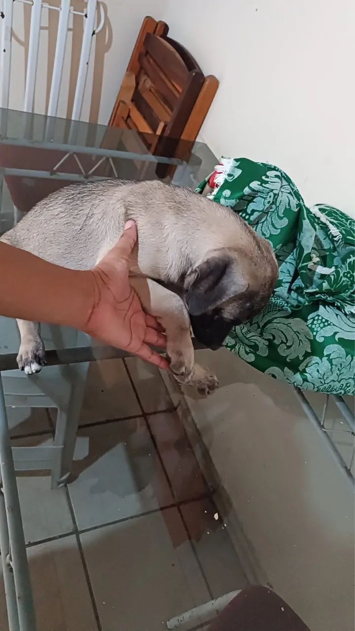 Cachorro - Foto 3