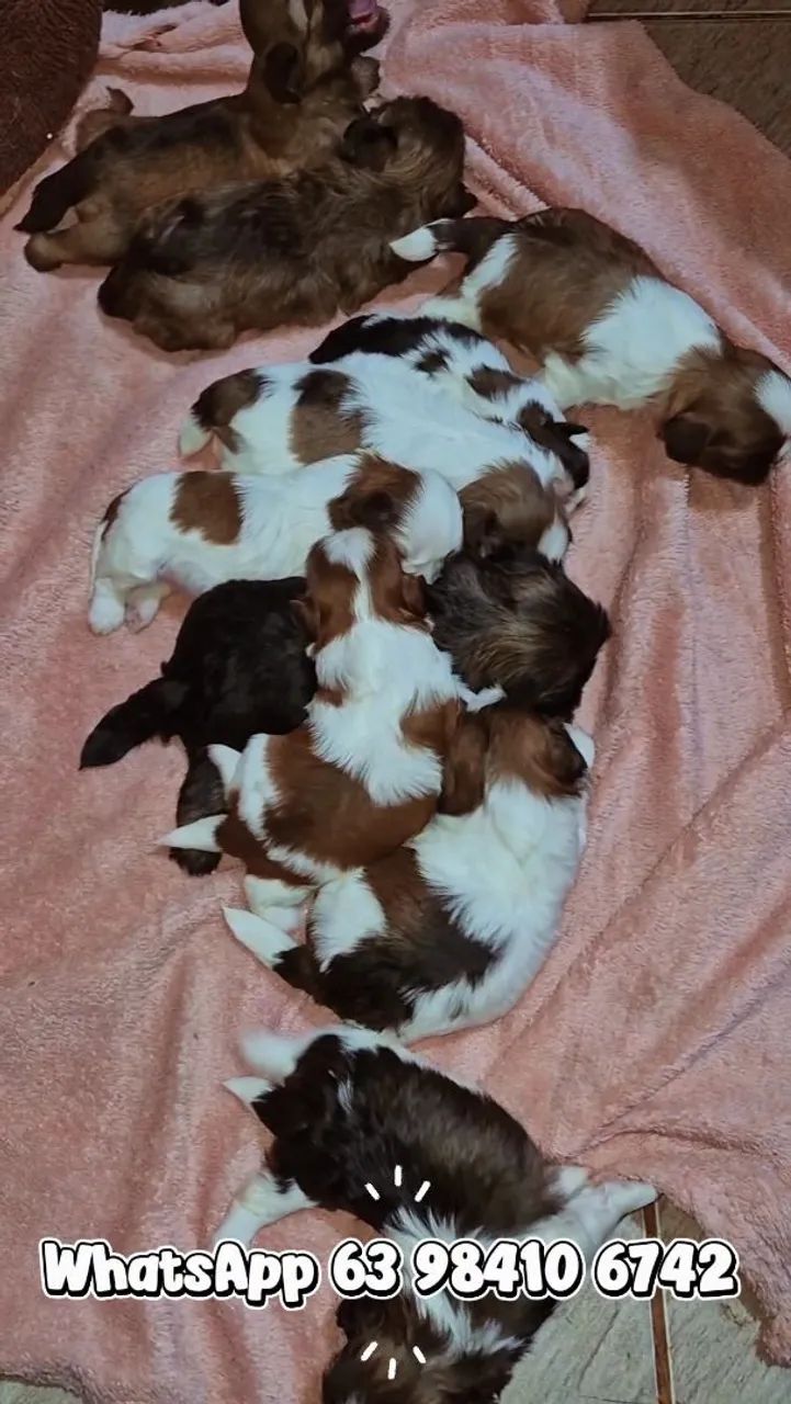 Lindos filhotes de ShihTzu  - Foto 3