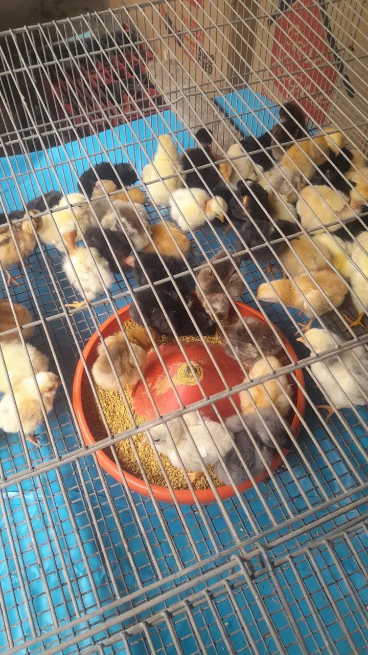 Vendo de pintinhos 10 reais  - Foto 2