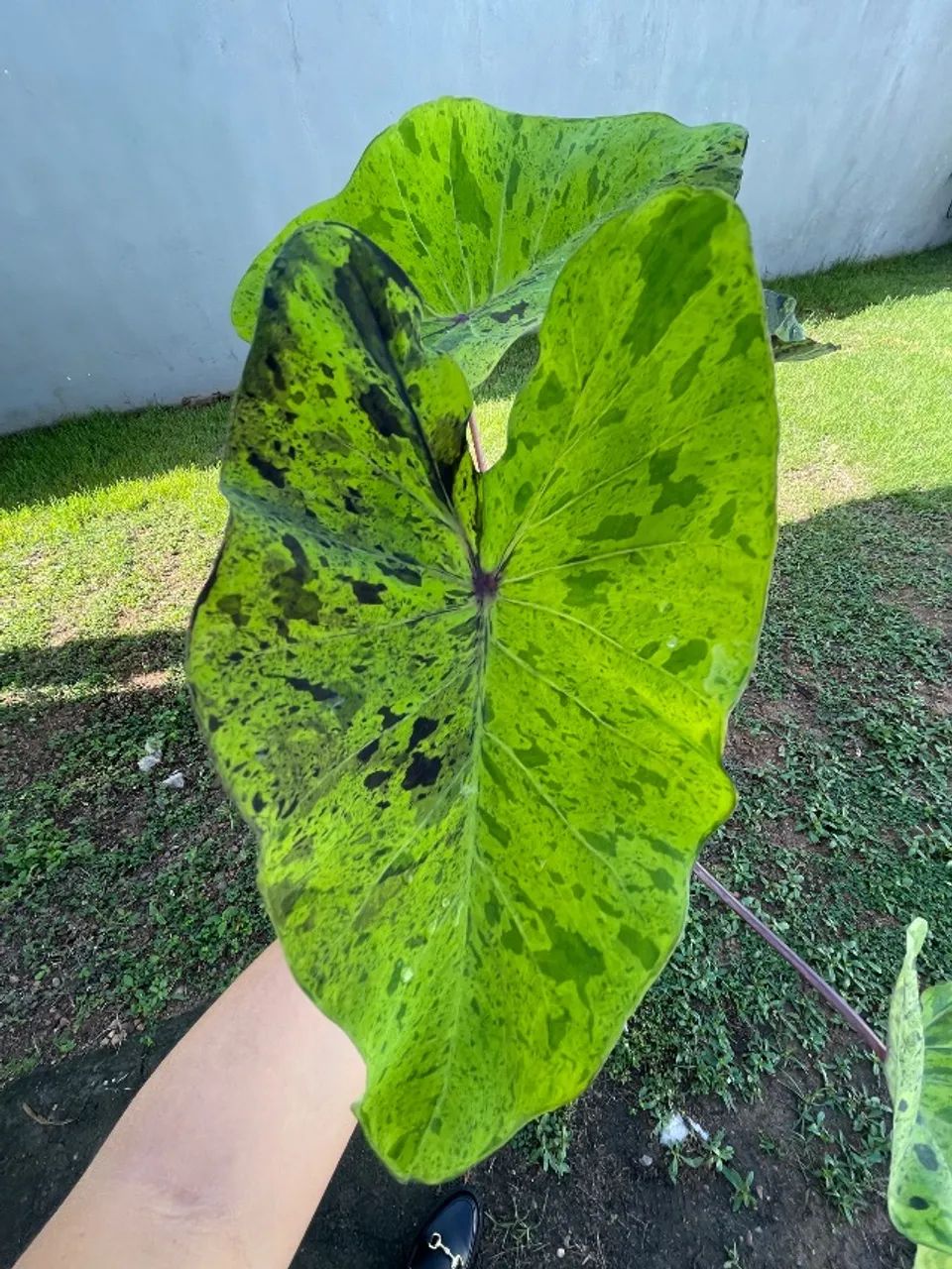 Colocasia Mojito