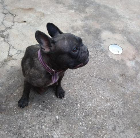 Bulldog Francês - Foto 6