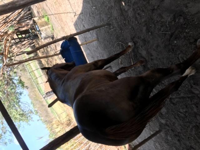 Vendo potra - Foto 5