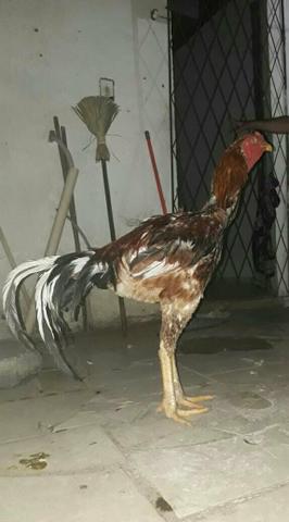 Vendo Índio Gigante
