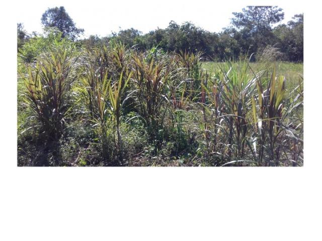 42 hectares, aceito camioneta, capão verde, terra preta,culturão, ocasião - Foto 5